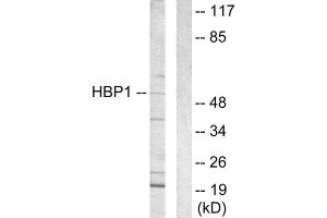Western Blotting (WB) image for anti-HMG Box-Containing Protein 1 (HBP1) (C-Term) antibody (ABIN1848995) (HBP1 antibody  (C-Term))
