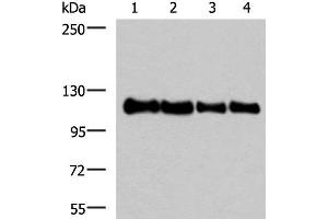 Western blot analysis of 293T HEPG2 Hela and TM4 cell lysates using TRIM28(phospho-Ser824) Polyclonal Antibody at dilution of 1:1000 (KAP1 antibody  (pSer824))