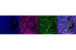 Immunohistochemistry (IHC) image for anti-Coiled-Coil Domain Containing 153 (CCDC153) antibody (ABIN7456205) (CCDC153 antibody)