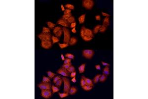 Immunofluorescence analysis of A-549 cells using  Rabbit pAb (ABIN1678685, ABIN3015308, ABIN3015309 and ABIN6213977) at dilution of 1:150 (40x lens). (APAF1 antibody  (AA 1-250))