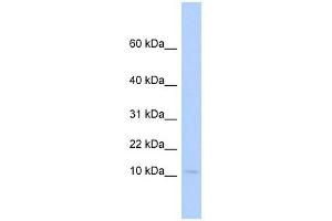 PLAC9 antibody used at 1 ug/ml to detect target protein.