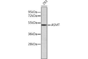 Western blot analysis of extracts of 293 cells, using ASMT antibody (ABIN6134465, ABIN6137204, ABIN7101384 and ABIN7101385).
