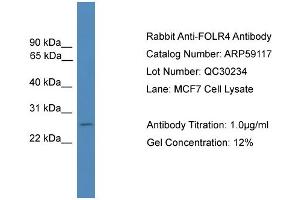 WB Suggested Anti-FOLR4  Antibody Titration: 0. (Folate Receptor 4 antibody  (Middle Region))