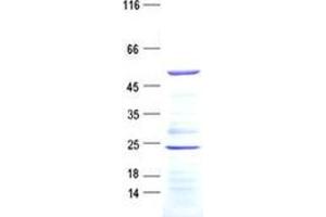 Validation with Western Blot