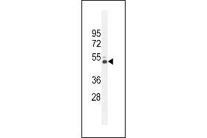 CRFR2 Antibody (D35) (ABIN655389 and ABIN2844937) western blot analysis in K562 cell line lysates (35 μg/lane).