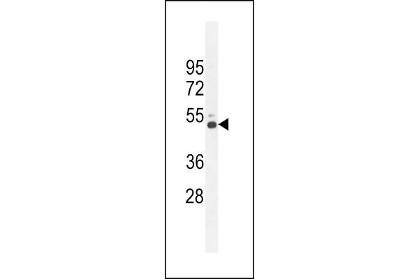 CRHR2 Antikörper  (AA 10-39)