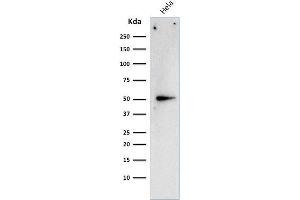 Western Blot Analysis of HeLa cell lysate using Cyclin A2 Mouse Monoclonal Antibody (E67). (Cyclin A antibody)