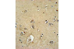 SMS Antibody (ABIN652064 and ABIN2840532) immunohistochemistry analysis in formalin fixed and paraffin embedded human brain tissue followed by peroxidase conjugation of the secondary antibody and DAB staining. (SMS antibody)