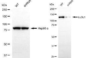 Western blotting analysis using LLGL1 antibody (ABIN7799250). (Recombinant LLGL1 antibody)