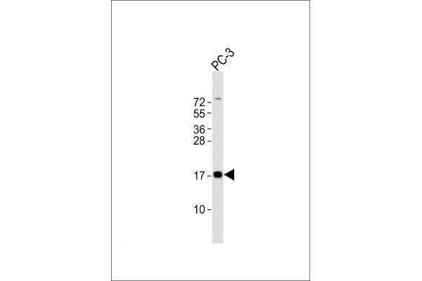 PLP2 antibody  (C-Term)