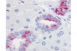 Anti-EP2 antibody IHC of human kidney. (PTGER2 antibody  (Cytoplasmic Domain))