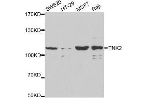 Western blot analysis of extracts of various cell lines, using TNK2 antibody. (TNK2 antibody  (AA 70-385))