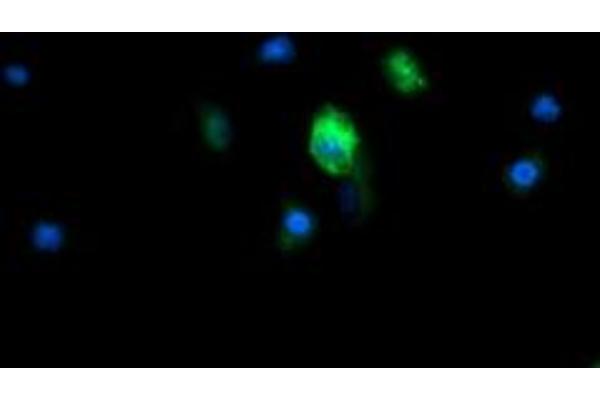 MRPS34 antibody