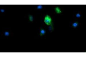 Image no. 6 for anti-Mitochondrial Ribosomal Protein S34 (MRPS34) antibody (ABIN1499566) (MRPS34 antibody)