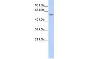 Image no. 1 for anti-GATA Binding Protein 6 (GATA6) (AA 144-193) antibody (ABIN6742289) (GATA6 antibody  (AA 144-193))