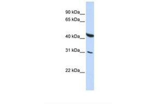 CELF6 antibody  (AA 254-303)