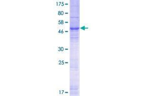 YIF1A Protein (AA 1-293) (GST tag)