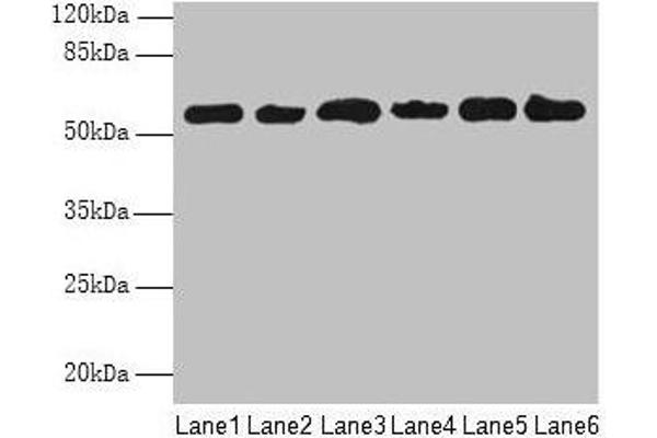 PHF1 antibody  (AA 151-360)