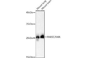 Rab5c 抗体