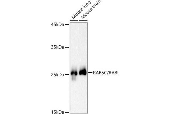 Rab5c Antikörper