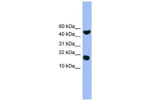 RWDD1 antibody used at 0. (RWDD1 antibody  (Middle Region))