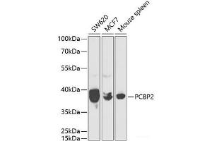 Western blot analysis of extracts of various cell lines using PCBP2 Polyclonal Antibody at dilution of 1:1000. (PCBP2 antibody)