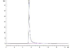 The purity of Biotinylated Human P-Selectin is greater than 95 % as determined by SEC-HPLC.