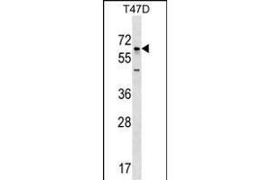 GBP5 Antibody (N-term) (ABIN1539053 and ABIN2848900) western blot analysis in T47D cell line lysates (35 μg/lane). (GBP5 antibody  (N-Term))