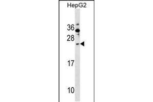 Western blot analysis in HepG2 cell line lysates (35ug/lane). (SHISA5 antibody  (AA 75-102))