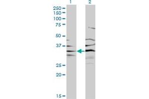 Western Blotting (WB) image for anti-3'(2'), 5'-Bisphosphate Nucleotidase 1 (BPNT1) (AA 1-101) antibody (ABIN599133) (BPNT1 antibody  (AA 1-101))