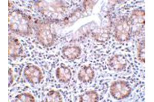 Immunohistochemistry of AOF2 in human small intestine tissue with AOF2 polyclonal antibody  at 2 ug/mL .