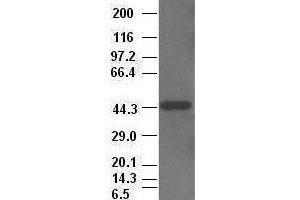 CK19 antibody (2F8) at 1:2500 + HepG2 cell lysate (Cytokeratin 19 antibody  (AA 240-390))
