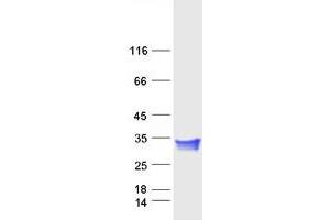 Validation with Western Blot (CTHRC1 Protein (Myc-DYKDDDDK Tag))