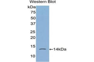 Western Blotting (WB) image for anti-FK506 Binding Protein 1A, 12kDa (FKBP1A) (AA 2-108) antibody (ABIN1858894) (FKBP1A antibody  (AA 2-108))
