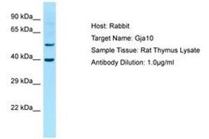 Image no. 1 for anti-Gap Junction Protein, alpha 10, 62kDa (GJa10) (AA 251-300) antibody (ABIN6749843) (GJa10 antibody  (AA 251-300))