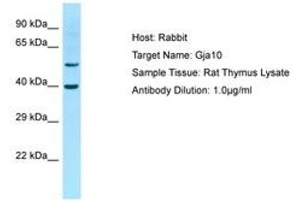 GJa10 antibody  (AA 251-300)