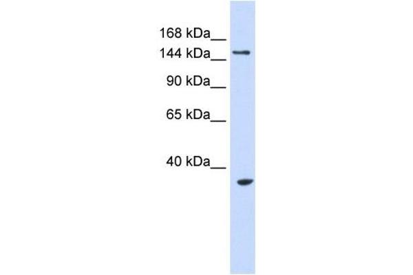 UBE3B antibody  (Middle Region)