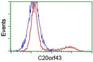 C20orf43 antibody