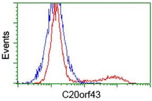 C20orf43 antibody