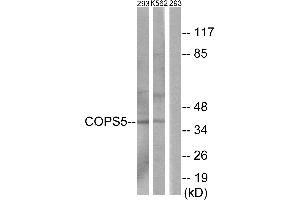 Western blot analysis of extracts from 293 cells and K562 cells, using COPS5 antibody. (COPS5 antibody)