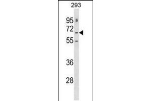 Western blot analysis in 293 cell line lysates (35ug/lane). (GABRE antibody  (N-Term))