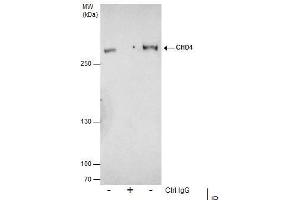 IP Image Immunoprecipitation of CHD4 protein from 293T whole cell extracts using 5 μg of CHD4 antibody, Western blot analysis was performed using CHD4 antibody, EasyBlot anti-Rabbit IgG  was used as a secondary reagent. (CHD4 antibody  (N-Term))