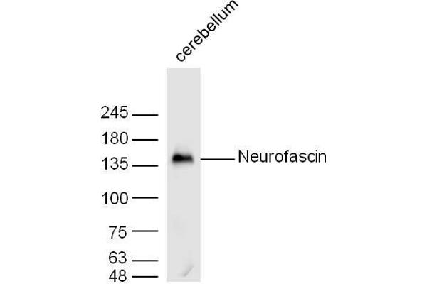 NFASC anticorps  (AA 501-650)
