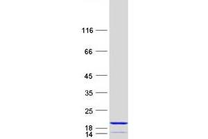 Western Blotting (WB) image for phosphohistidine Phosphatase 1 (PHPT1) (Transcript Variant 3) protein (Myc-DYKDDDDK Tag) (ABIN2728869)