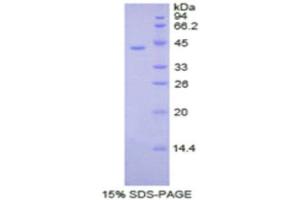 SDS-PAGE (SDS) image for Creatine Kinase, Brain (CKB) (AA 11-367) protein (His tag) (ABIN2120911)