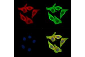 ABIN7095030 and ABIN7099086 staining Hela cells by IF/ICC. (TMEM199 antibody)