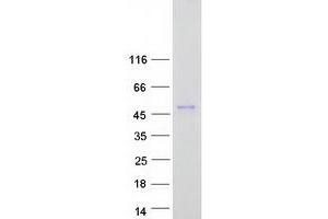 Validation with Western Blot (ALX3 Protein (Myc-DYKDDDDK Tag))