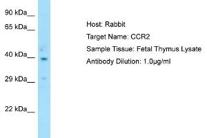 Host: RabbitTarget Name: CCR2Antibody Dilution: 1. (CCR2 antibody  (C-Term))