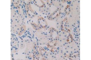 IHC-P analysis of kidney tissue, with DAB staining. (PLAU antibody  (AA 17-432))