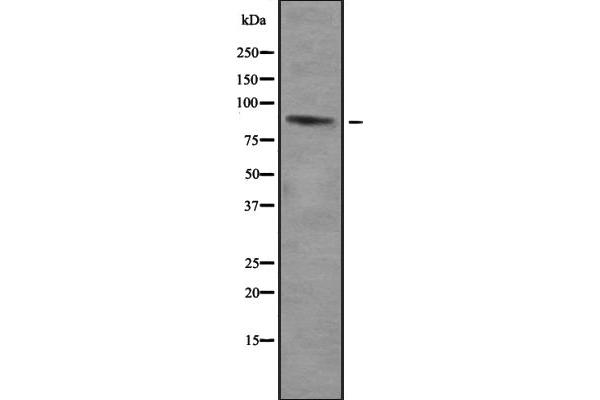 ZNF785 antibody